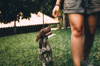 Dog walking
